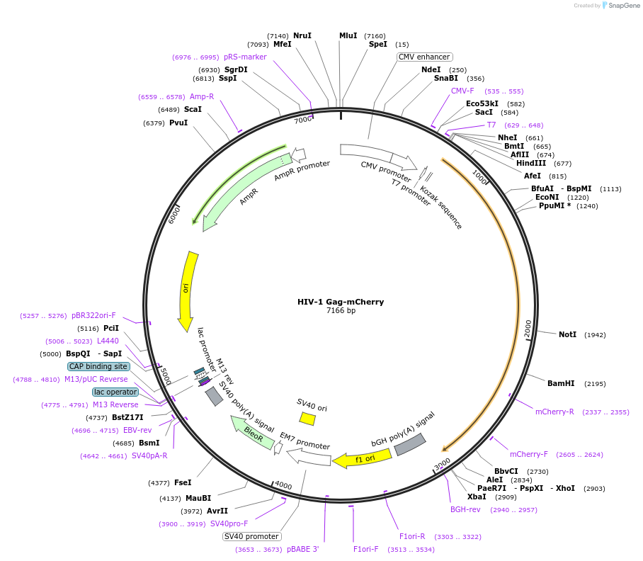 85390-plasmid-map-sequence-id-399820