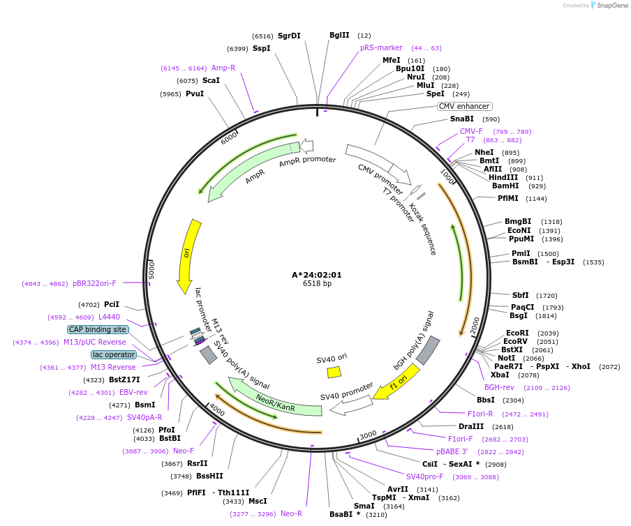 203295-plasmid-map-sequence-id-399863
