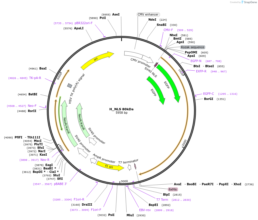 201385-plasmid-map-sequence-id-399866