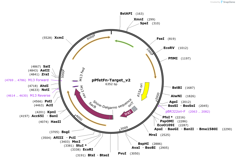 199564-plasmid-map-sequence-id-399868
