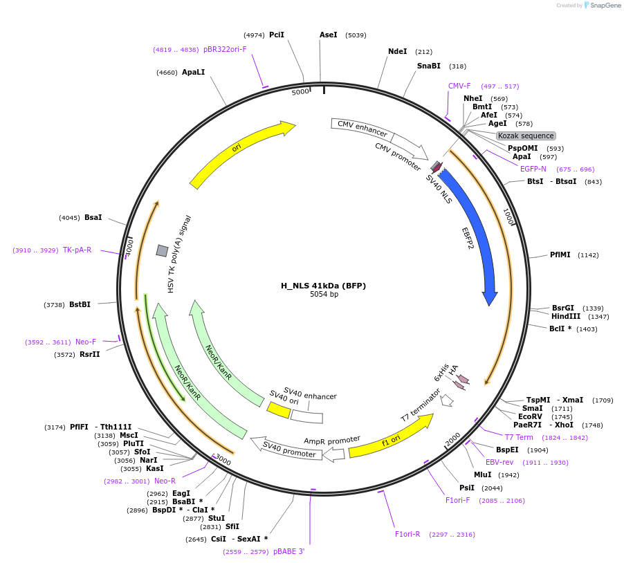 201391-plasmid-map-sequence-id-399879
