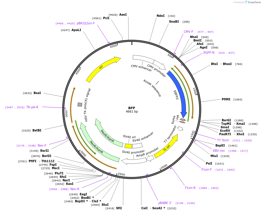 201383-plasmid-map-sequence-id-399881