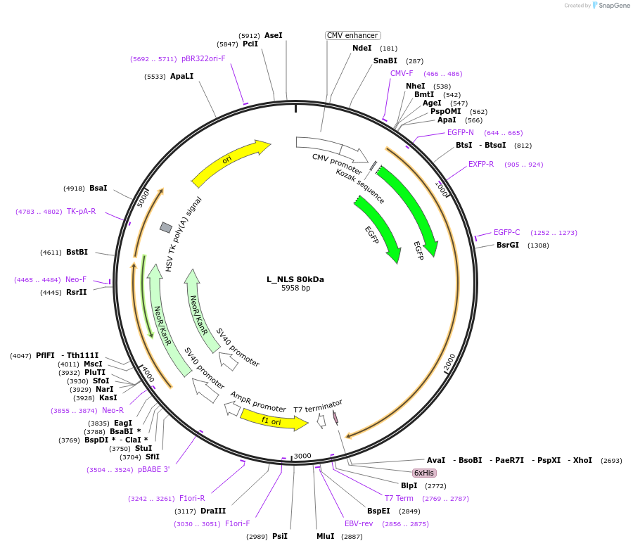 201387-plasmid-map-sequence-id-399912