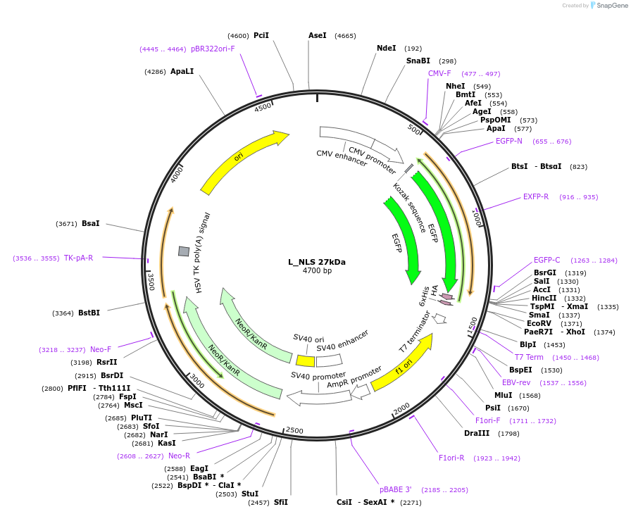 201365-plasmid-map-sequence-id-399919