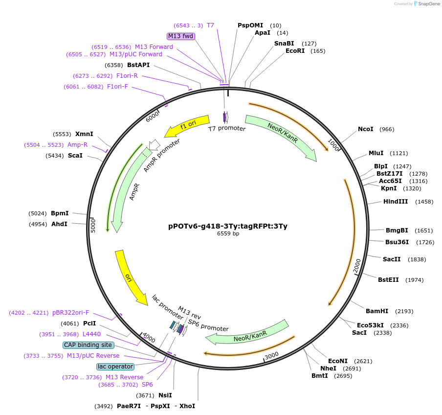 201087-plasmid-map-sequence-id-399938