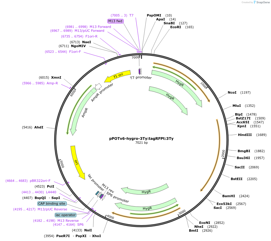 201088-plasmid-map-sequence-id-399939