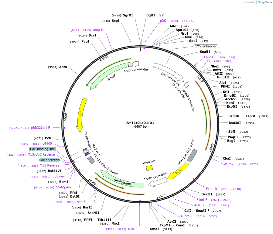 203276-plasmid-map-sequence-id-399943