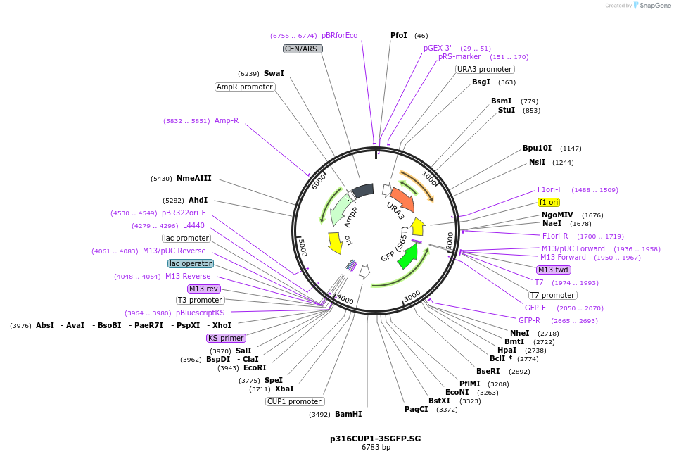 1207-plasmid-map-sequence-id-4