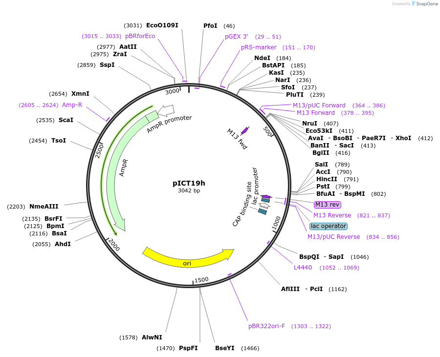 1429-plasmid-map-sequence-id-40