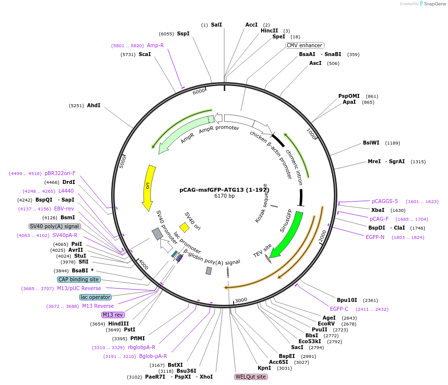 203560-plasmid-map-sequence-id-400014
