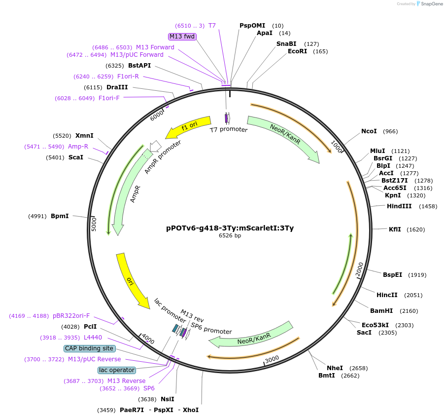 201091-plasmid-map-sequence-id-400015