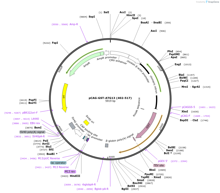 203556-plasmid-map-sequence-id-400016
