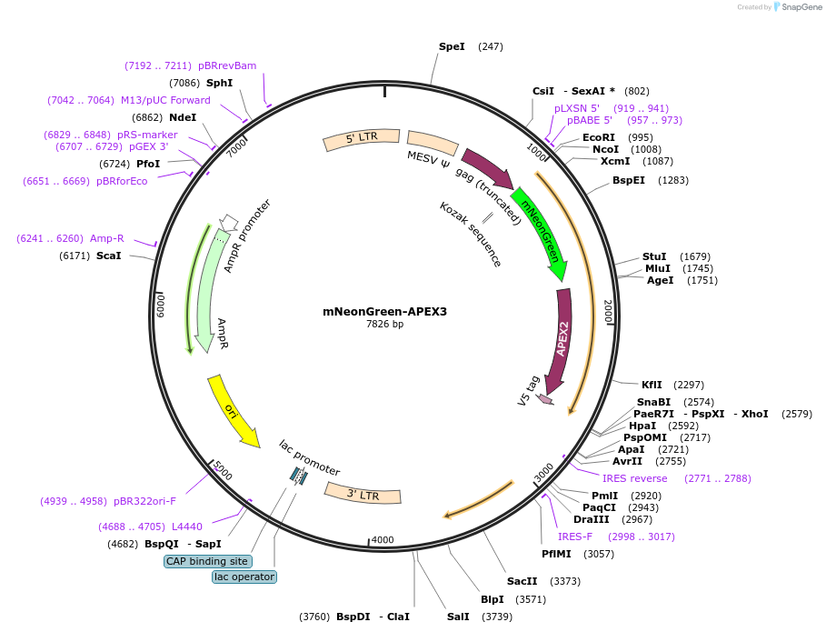 202590-plasmid-map-sequence-id-400018