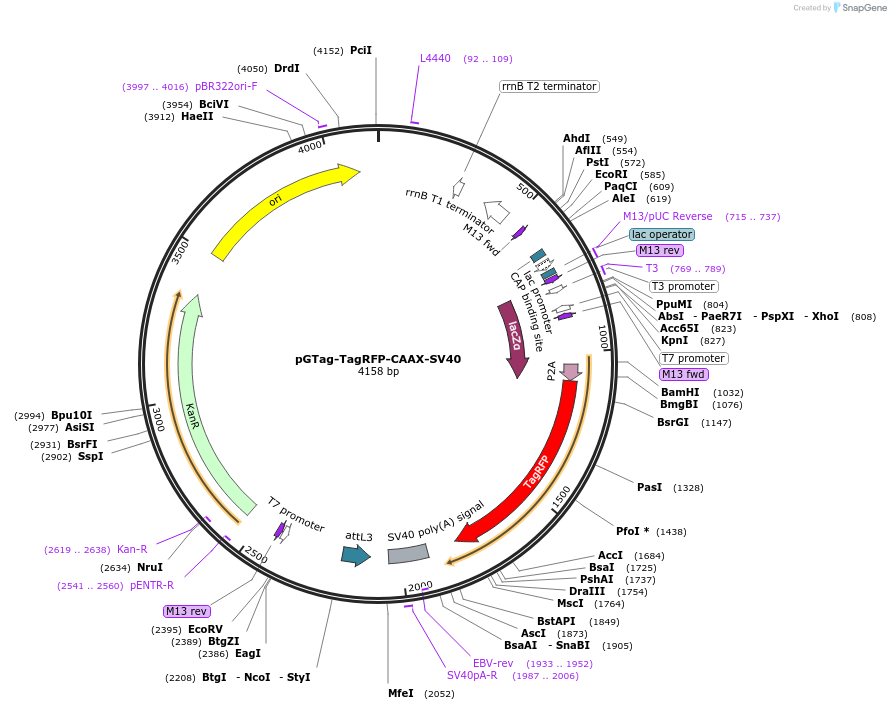 117809-plasmid-map-sequence-id-400027