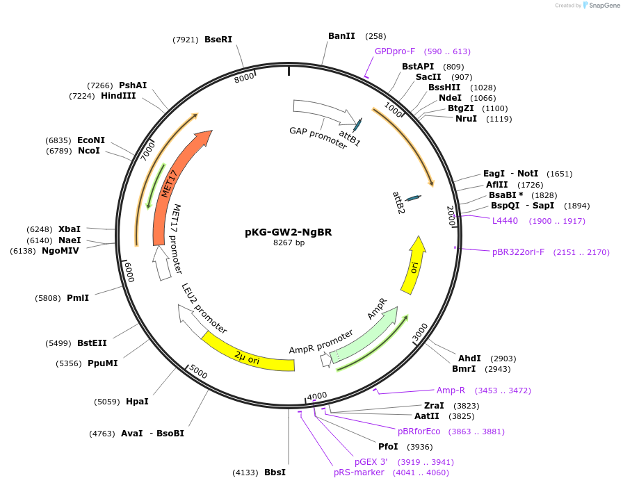 203165-plasmid-map-sequence-id-400037