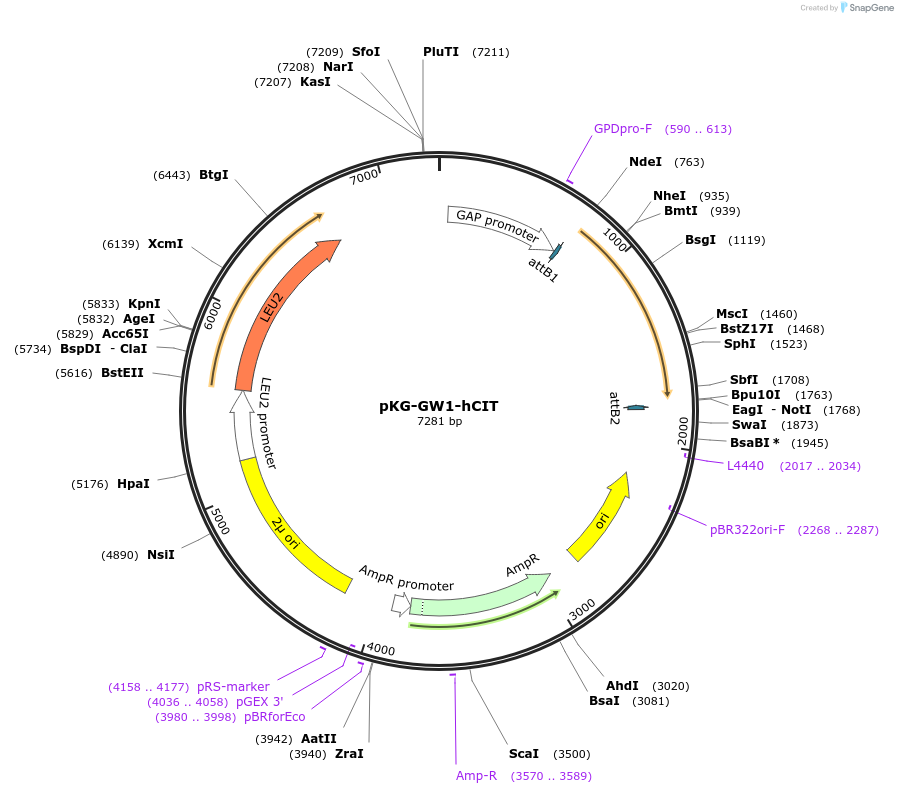 203166-plasmid-map-sequence-id-400038