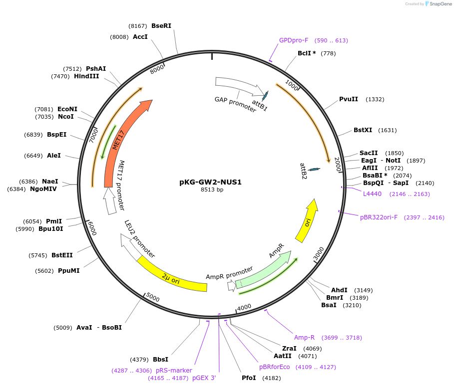 203169-plasmid-map-sequence-id-400039