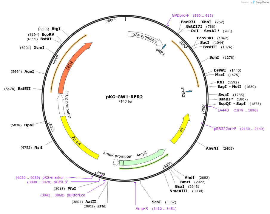 203170-plasmid-map-sequence-id-400040