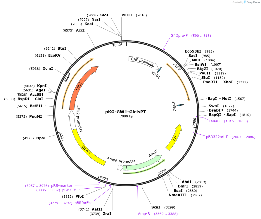 203172-plasmid-map-sequence-id-400042