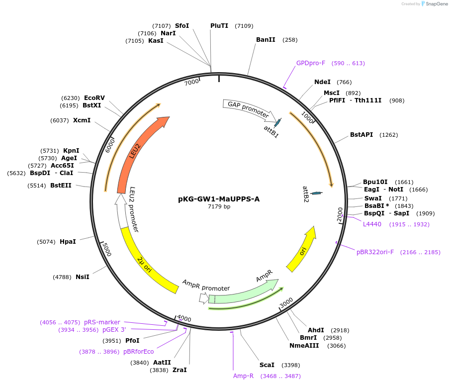 203174-plasmid-map-sequence-id-400043