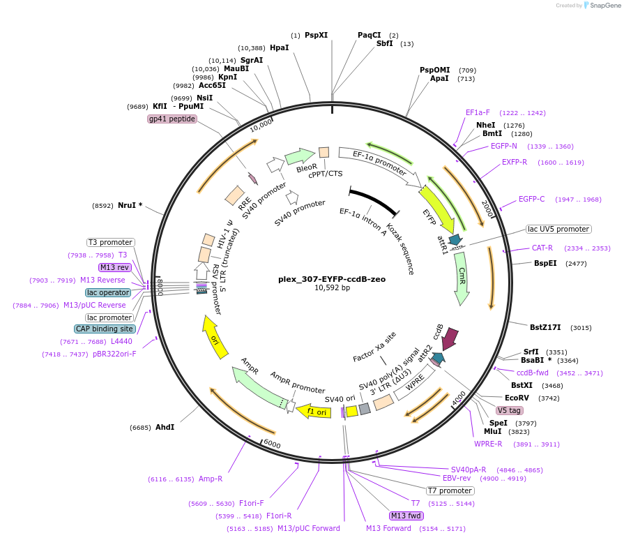 201129-plasmid-map-sequence-id-400052