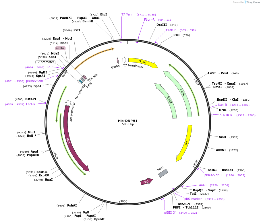 203224-plasmid-map-sequence-id-400075