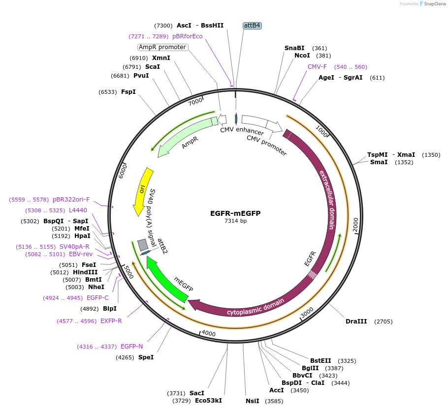 203774-plasmid-map-sequence-id-400083