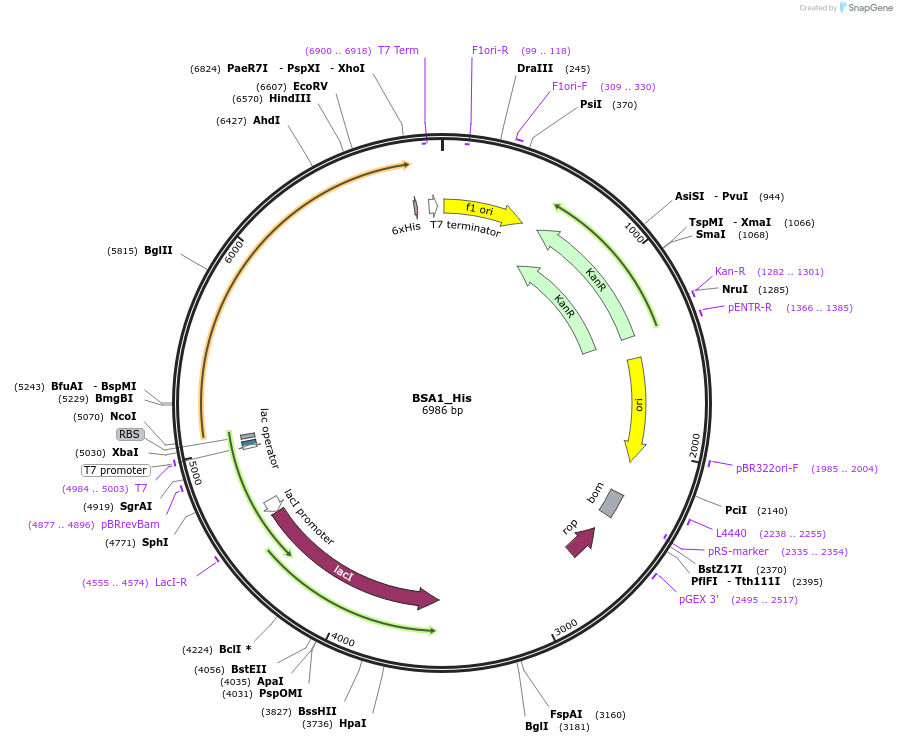 202766-plasmid-map-sequence-id-400089
