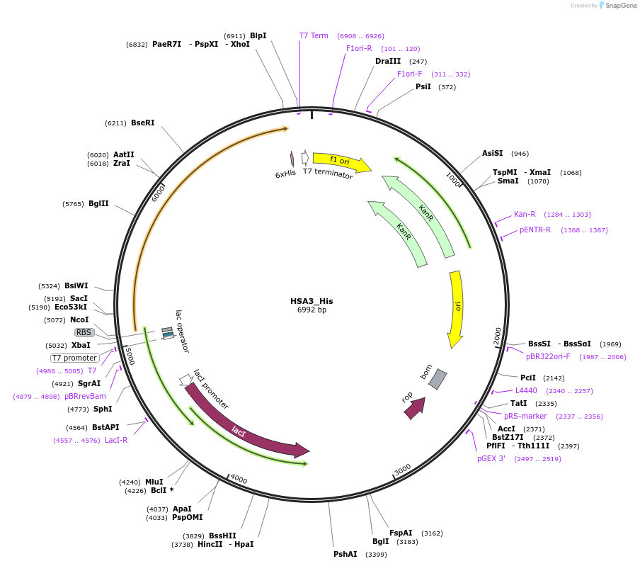 202765-plasmid-map-sequence-id-400090