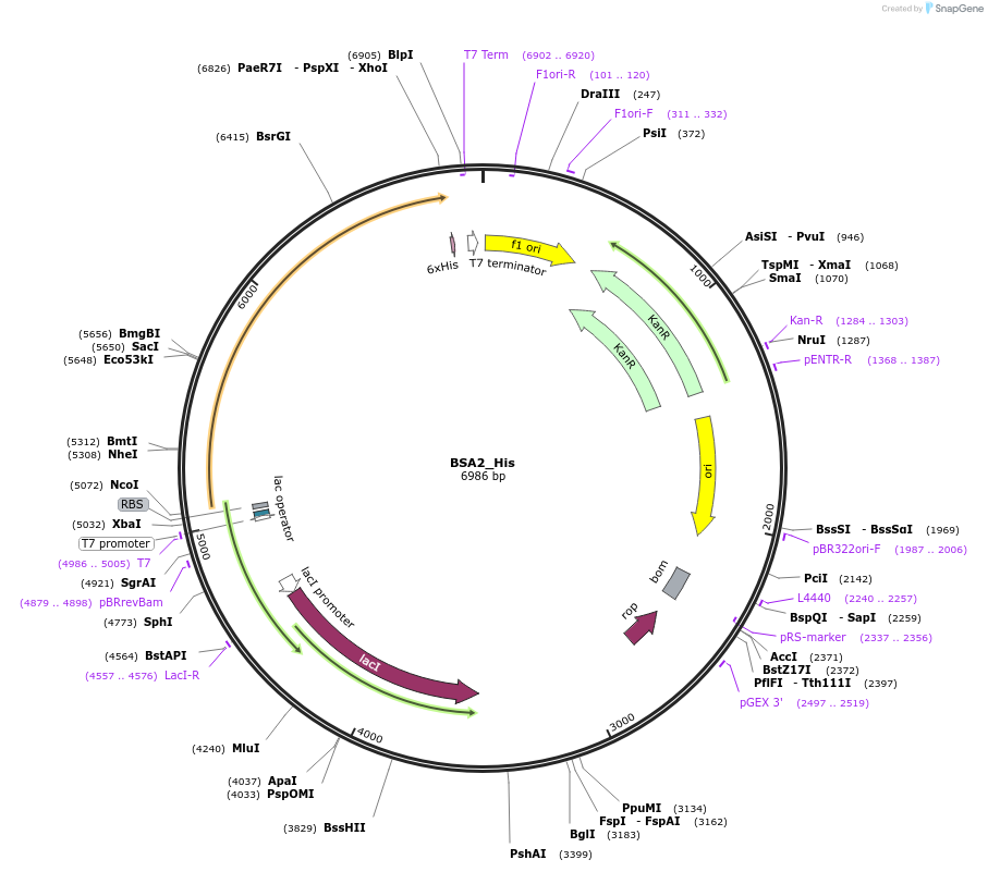 202767-plasmid-map-sequence-id-400091