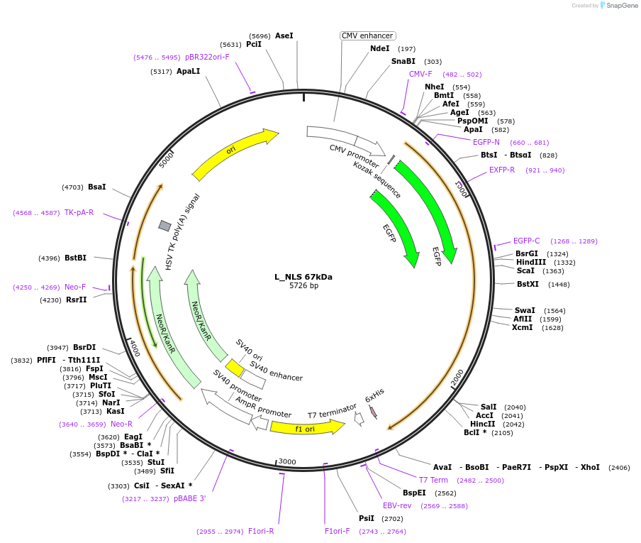 201361-plasmid-map-sequence-id-400098