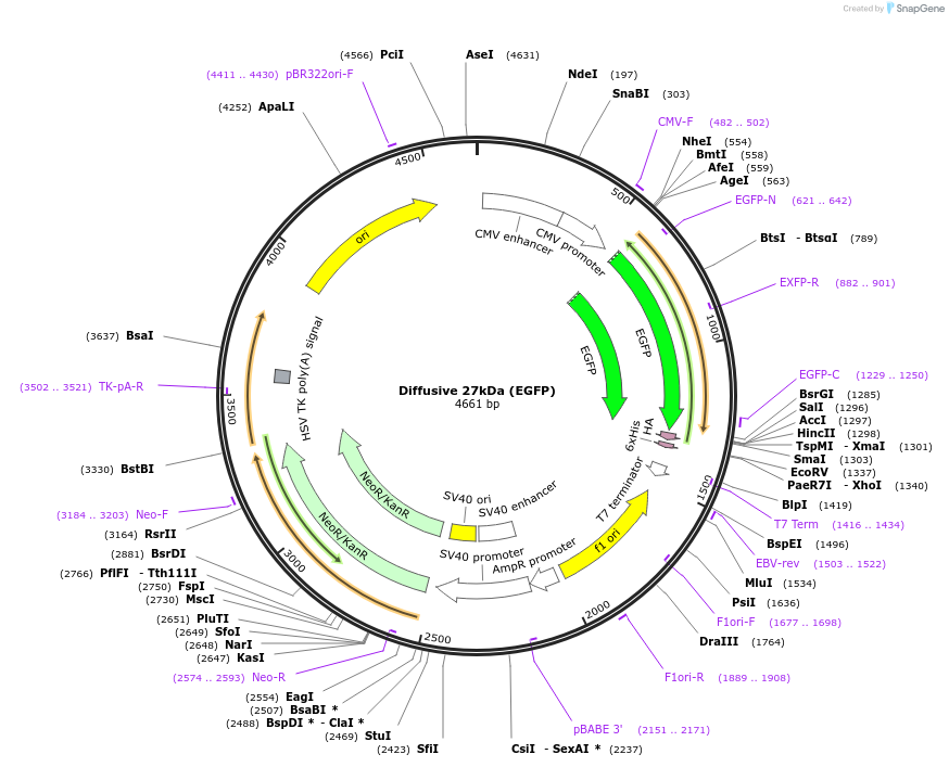 201362-plasmid-map-sequence-id-400099