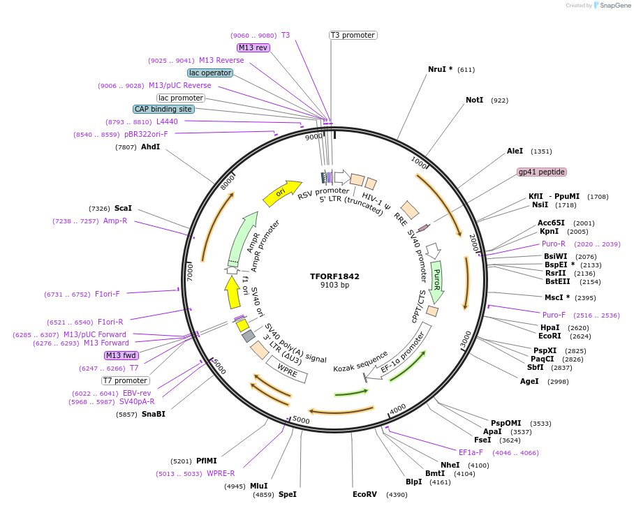 143324-plasmid-map-sequence-id-400106