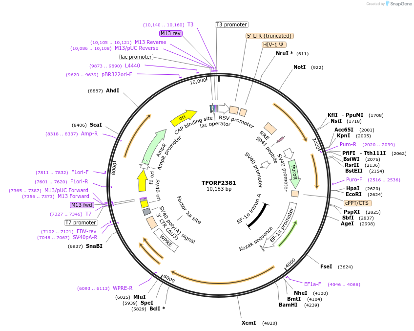 143367-plasmid-map-sequence-id-400138