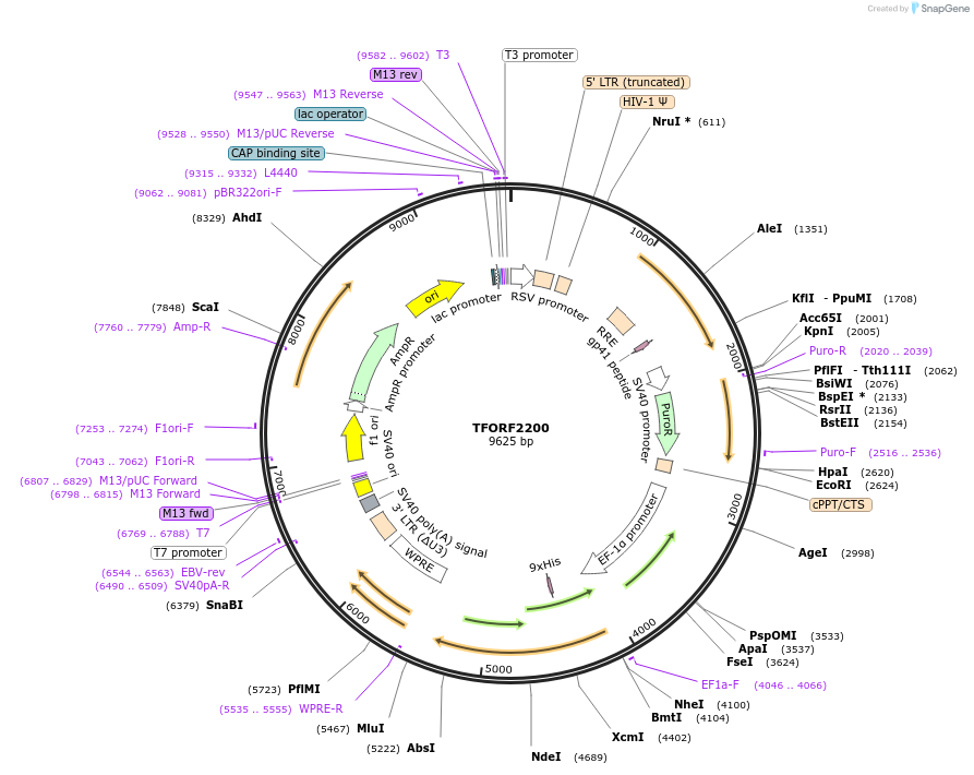 143352-plasmid-map-sequence-id-400182