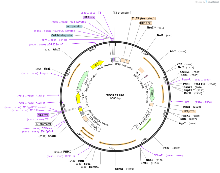 143351-plasmid-map-sequence-id-400278