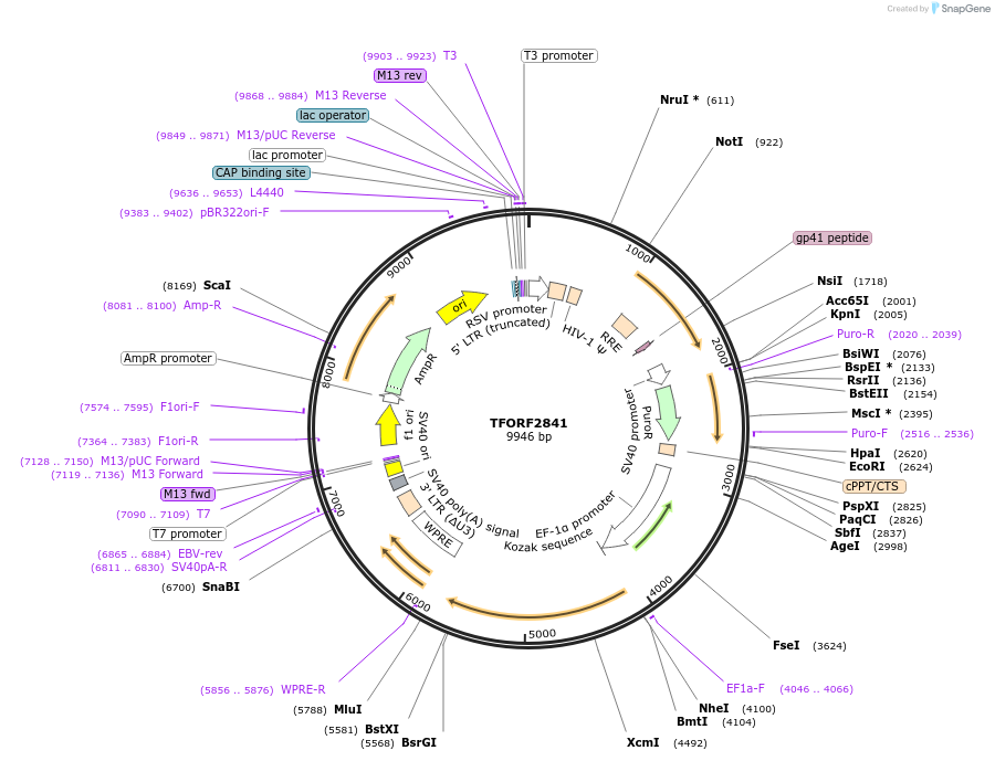 143380-plasmid-map-sequence-id-400282