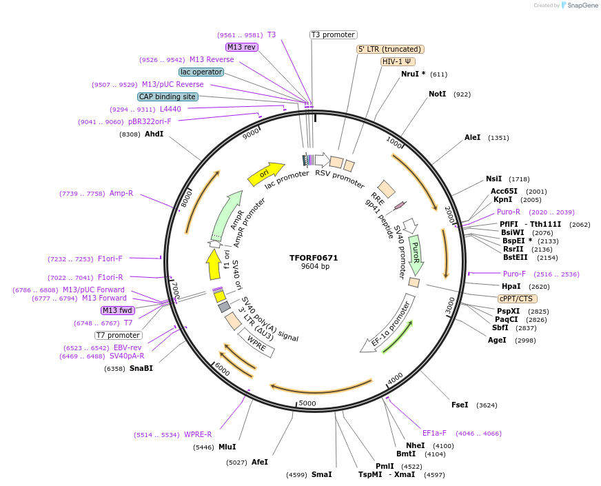 141657-plasmid-map-sequence-id-400285