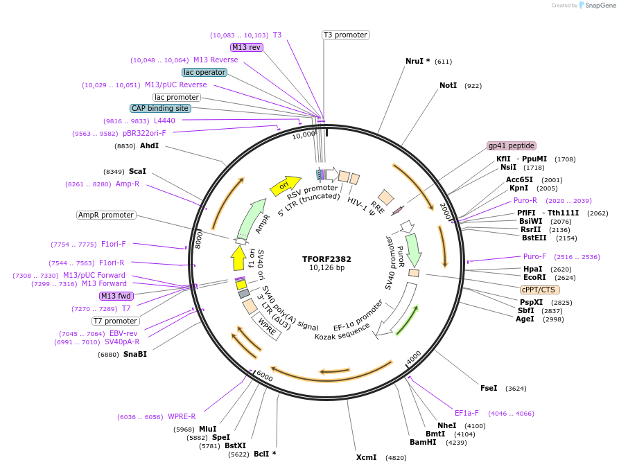 143368-plasmid-map-sequence-id-400286