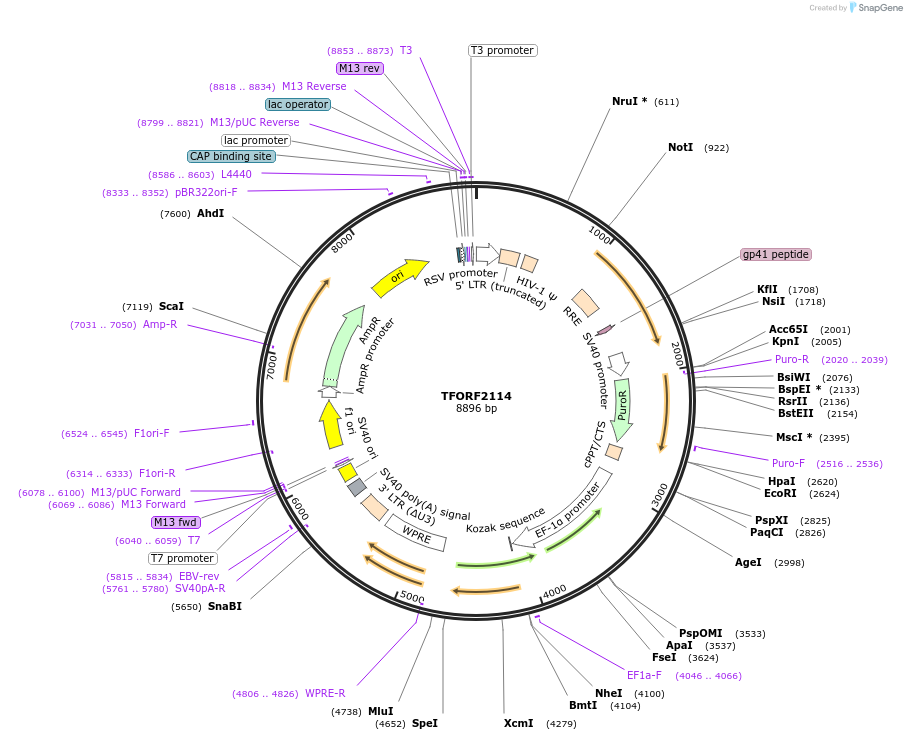 143339-plasmid-map-sequence-id-400287