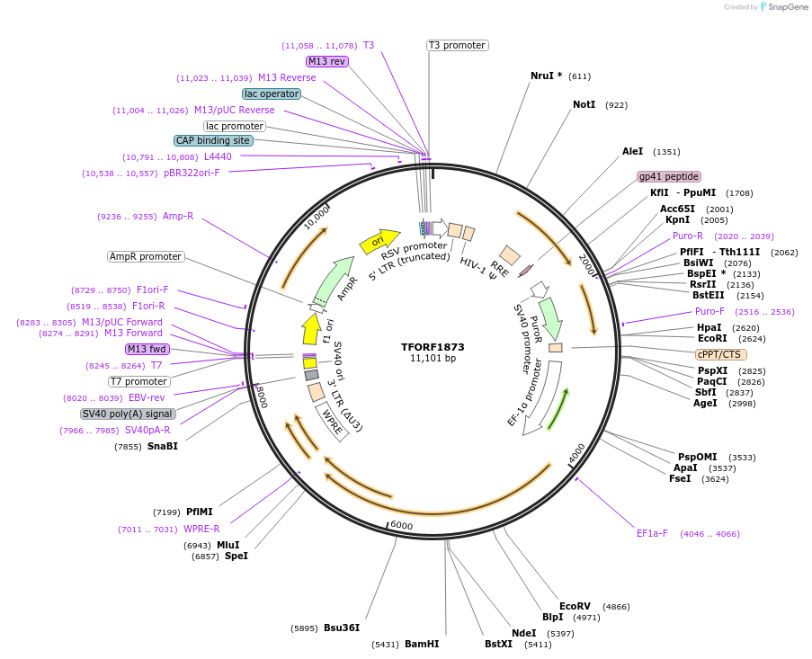 143328-plasmid-map-sequence-id-400289