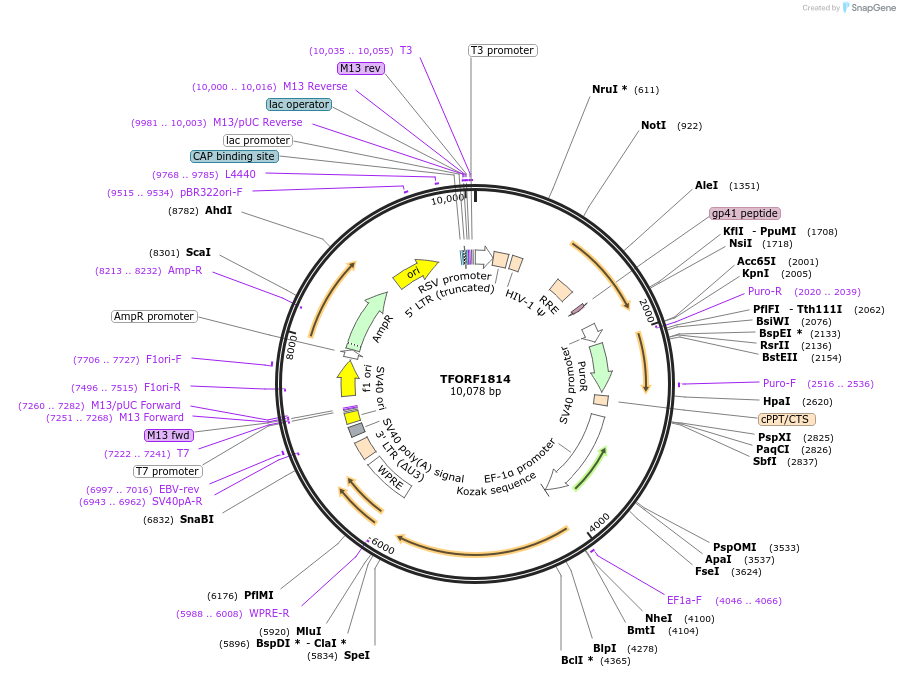 143321-plasmid-map-sequence-id-400290