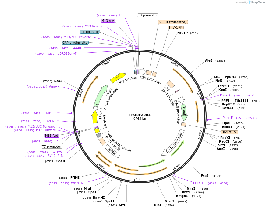 143330-plasmid-map-sequence-id-400291