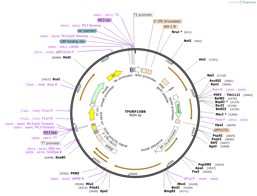 143299-plasmid-map-sequence-id-400295