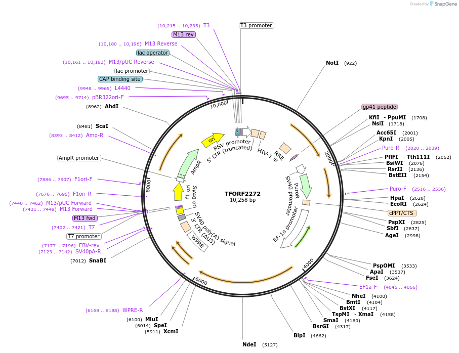 143359-plasmid-map-sequence-id-400296