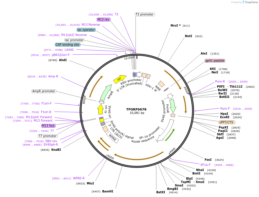 141660-plasmid-map-sequence-id-400297