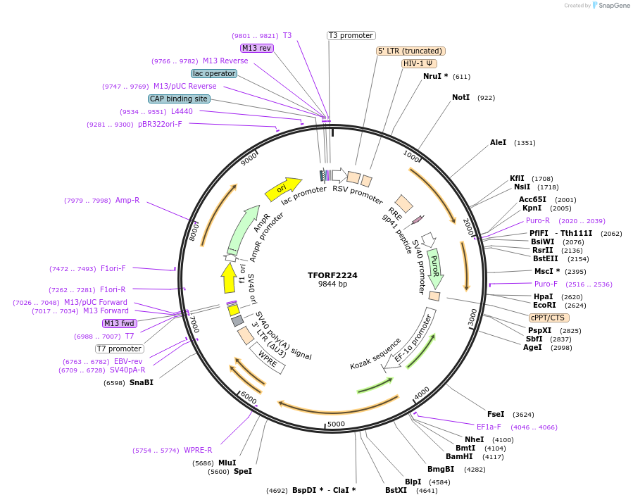 143355-plasmid-map-sequence-id-400298