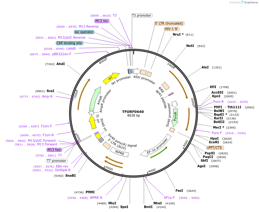 141650-plasmid-map-sequence-id-400301