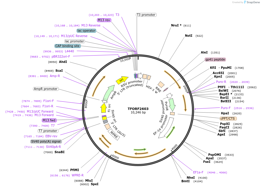 143373-plasmid-map-sequence-id-400302