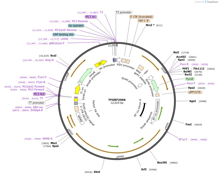 143333-plasmid-map-sequence-id-400303